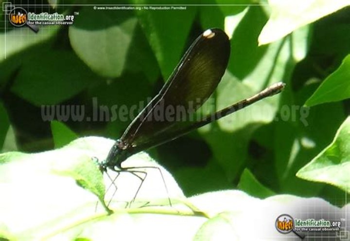 What do ebony Jewelwing eat?
