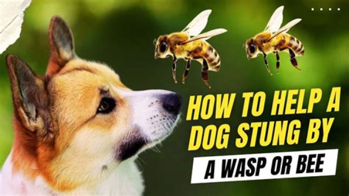 What do I do if my dog gets taken off?
