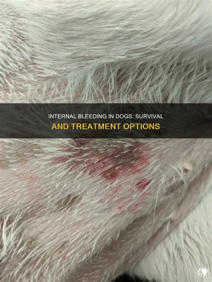 What do I do if my dog has internal bleeding?
