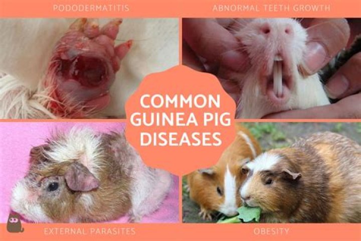What do I do if my guinea pig is dehydrated?