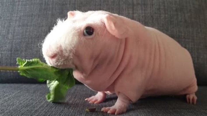 What do I do if my guinea pig is skinny?