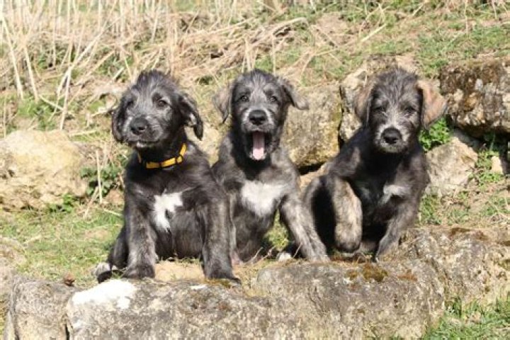What do Irish wolfhound puppies eat?