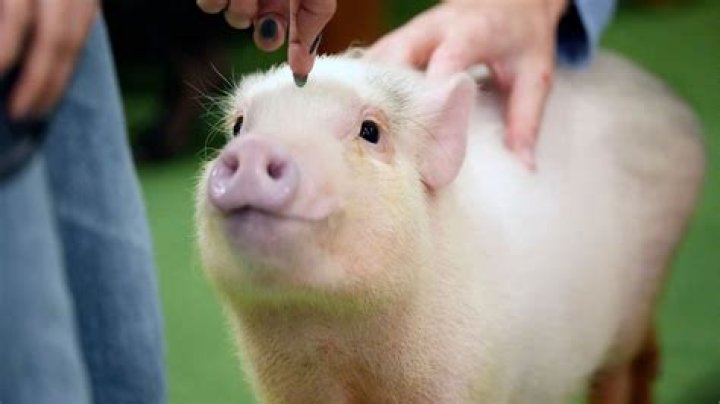 What do Japanese pigs say?