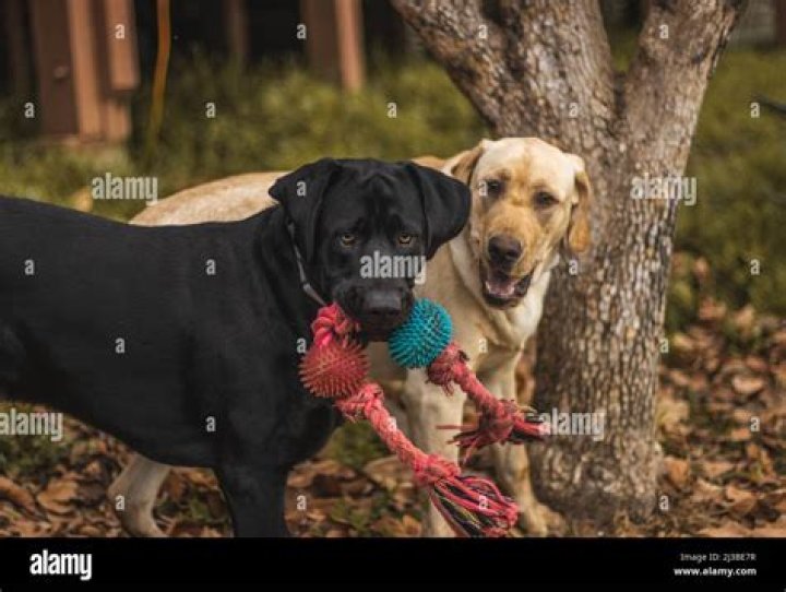 What do Labradors like to play?