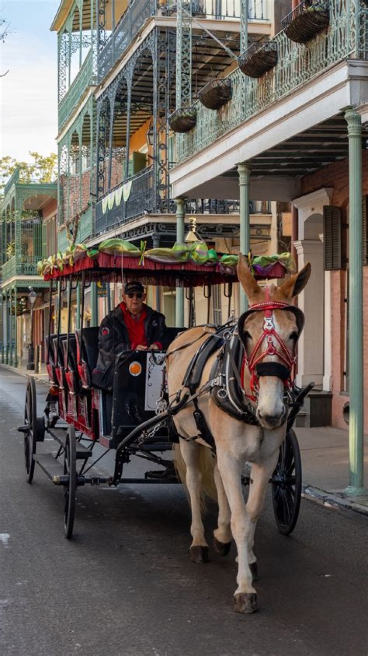 What do locals do in New Orleans?