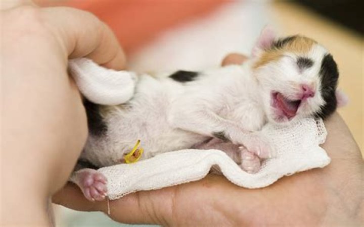 What do newborn kittens sound like?