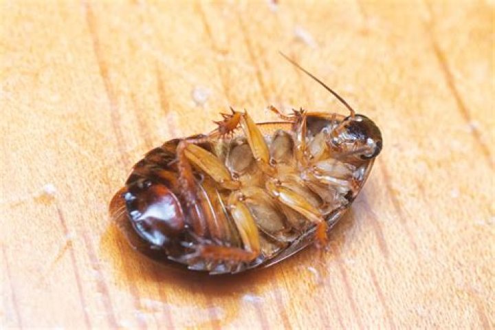 What do newborn roaches look like?