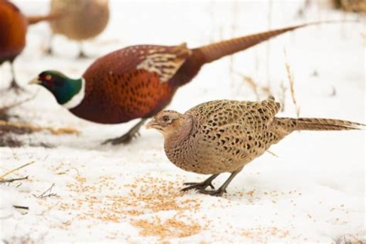 What do pheasants eat in the wild?