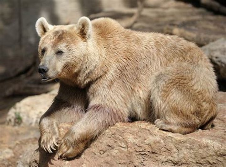 What do Syrian brown bears eat?