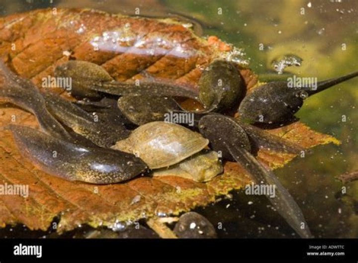 What do tadpoles eat in a pond?