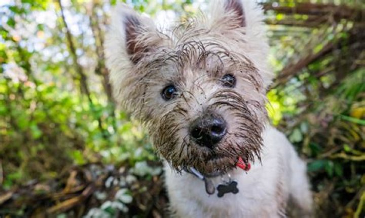 What do Terriers do?