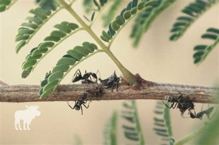 What do the bullhorn acacia trees get from the acacia ants?