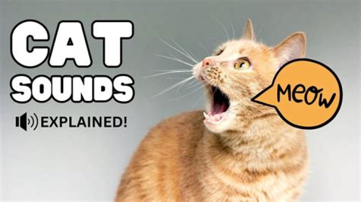 What do the noises my cat makes mean?