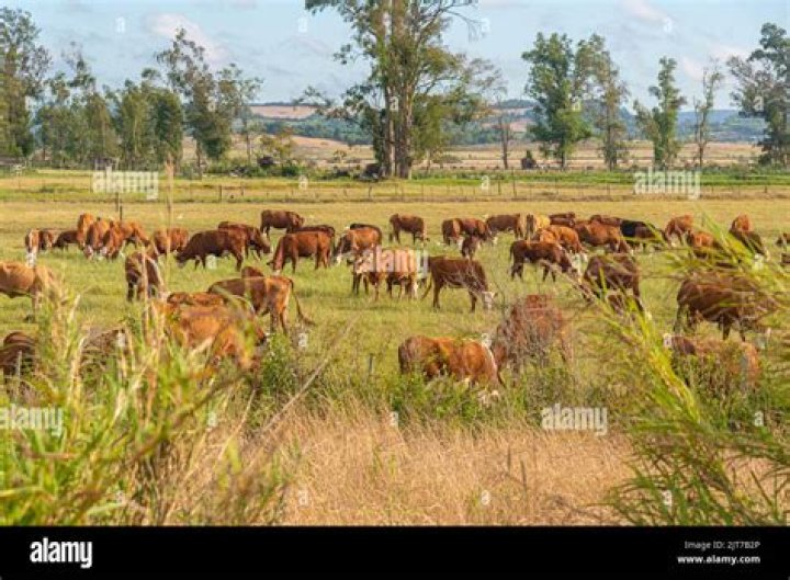 What do they farm in Brazil?