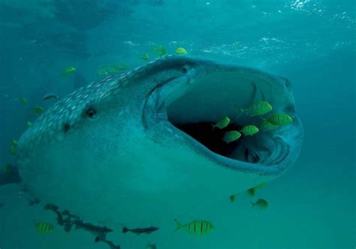 What do whale sharks do for the environment?