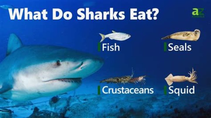 What do white sharks eat?