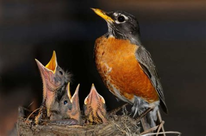 What do you call baby robins?