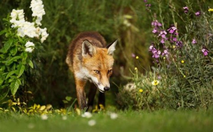 What do you do if you see a fox in your garden?