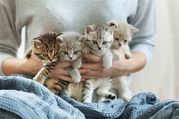 What do you do when a foster kitten dies?