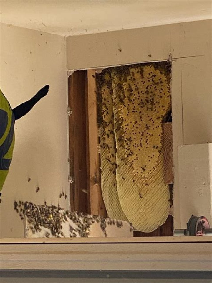 What do you do when bees invade your house?