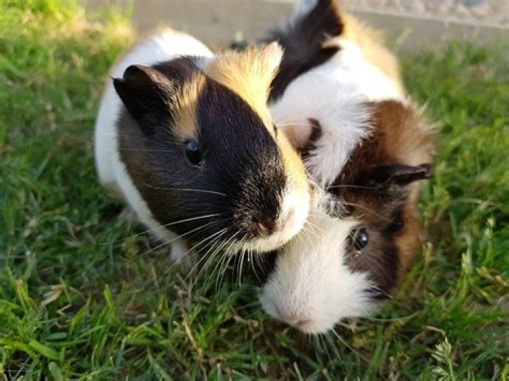 What do you do when one guinea pig of a pair dies?