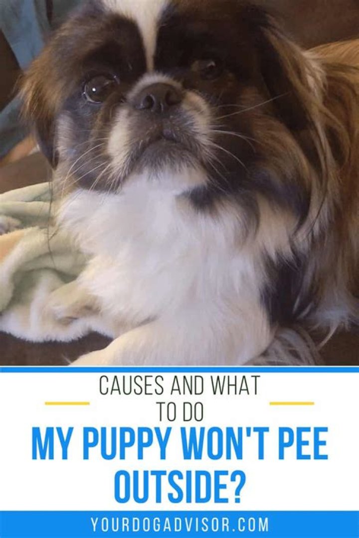 What do you do when your dog won't pee outside?