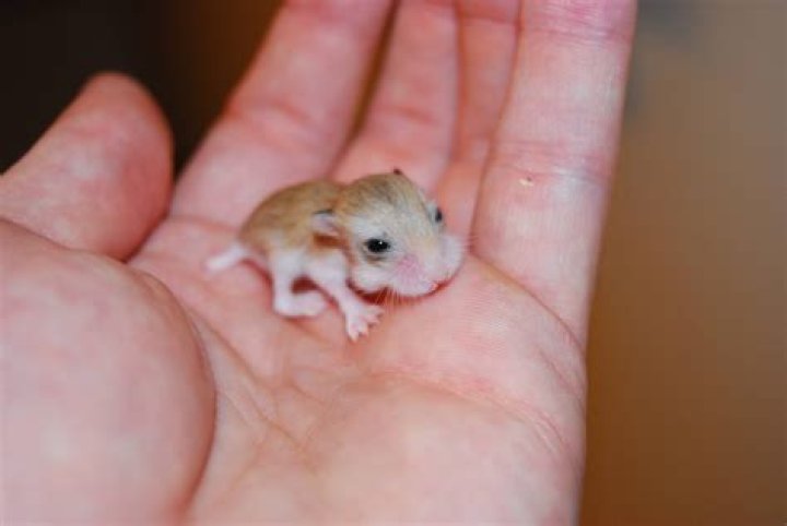 What do you do with unwanted baby hamsters?