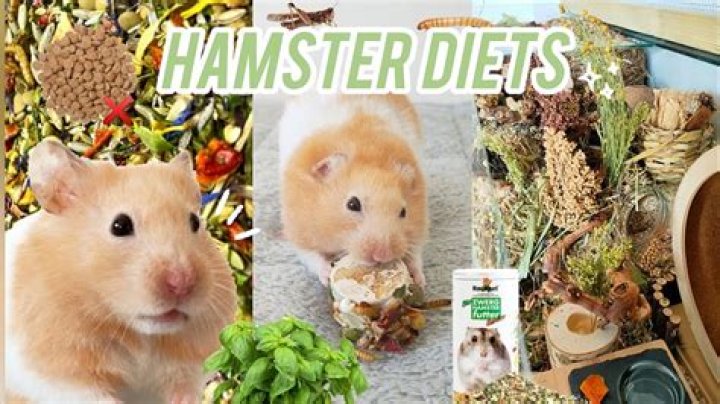 What do you feed a baby hamster?