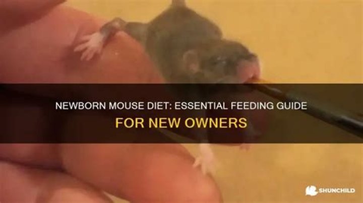 What do you feed a baby mouse whose eyes aren't open yet?