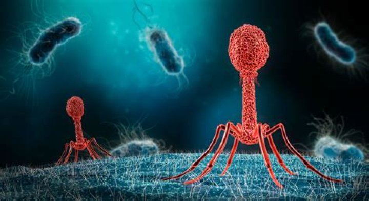What do you mean by bacteriophages?