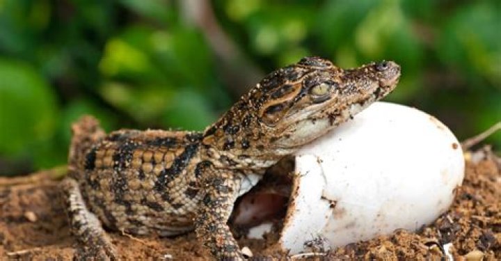What does a baby crocodile eat?