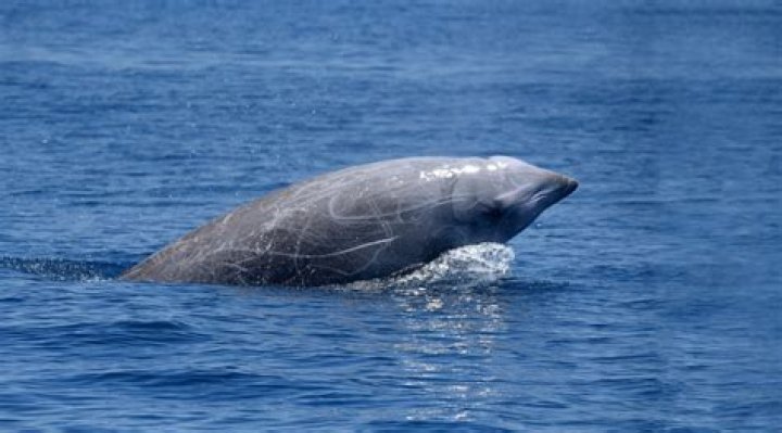 What does a beaked whale look like?