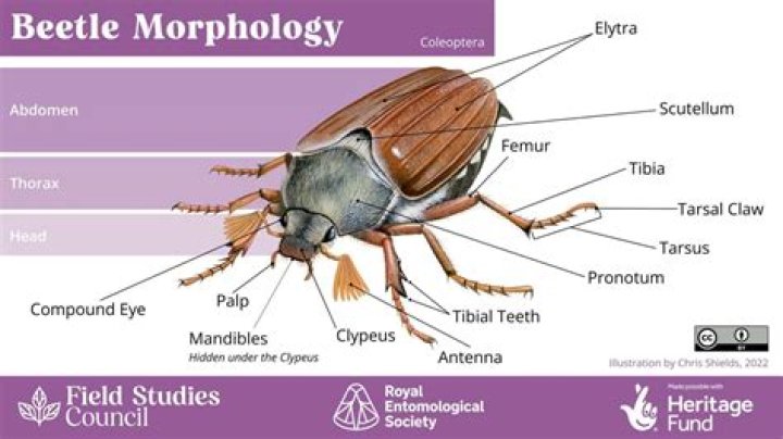 What does a beetle Symbolise?