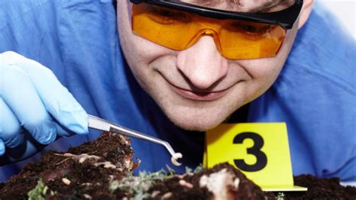 What does a forensic entomologist do?