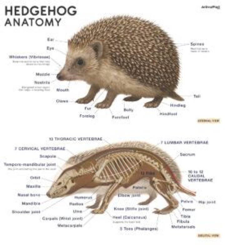 What does a healthy hedgehog look like?