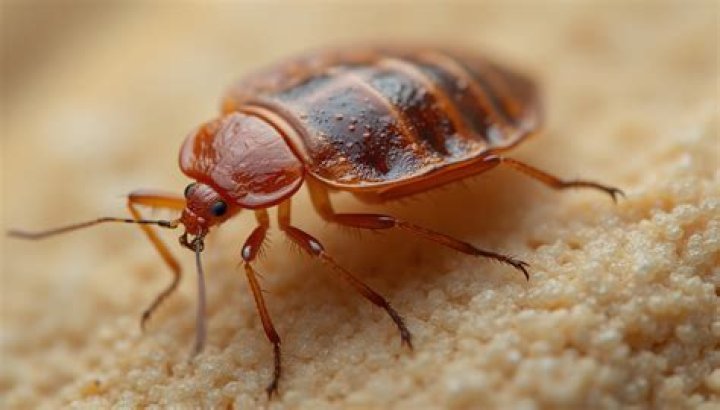 What does a hungry bed bug look like?