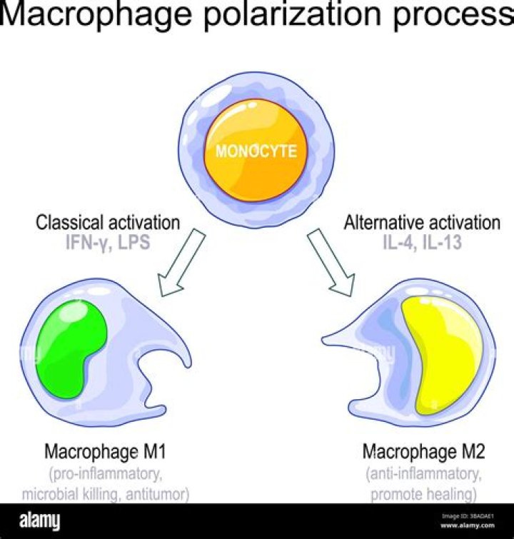 What does a macrophage become once it has ingested cholesterol?