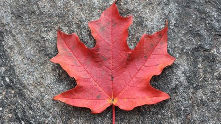 What does a maple leaf look like?