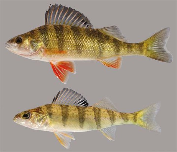 What does a perch fish look like?