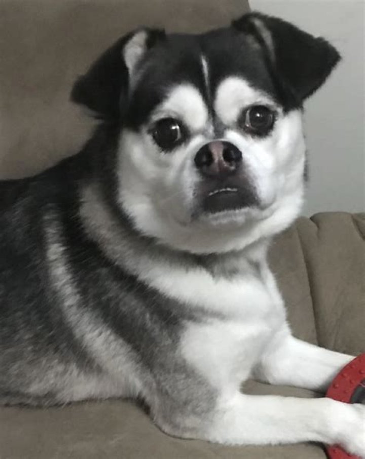 What does a pug and a husky make?