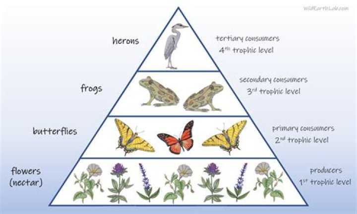 What does a pyramid of numbers show in a food chain?