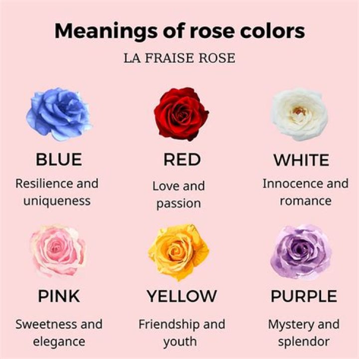 What does a red rose mean on Valentine's Day?