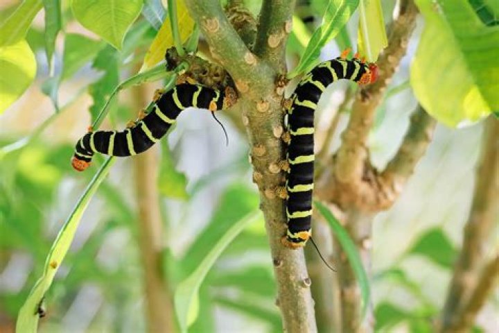 What does a striped garden caterpillar turn into?