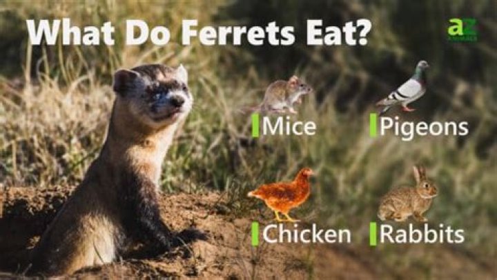 What does a wild ferret eat?