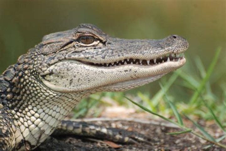 What does an alligator do?
