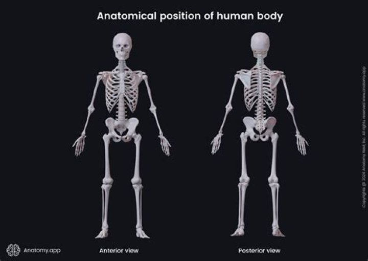 What does anatomically mean?
