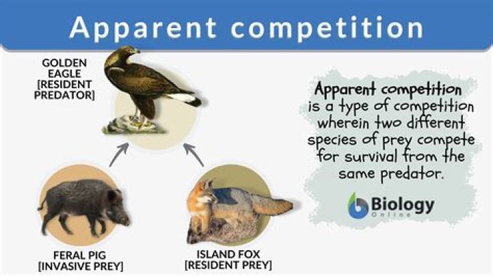 What does apparent competition mean in biology?