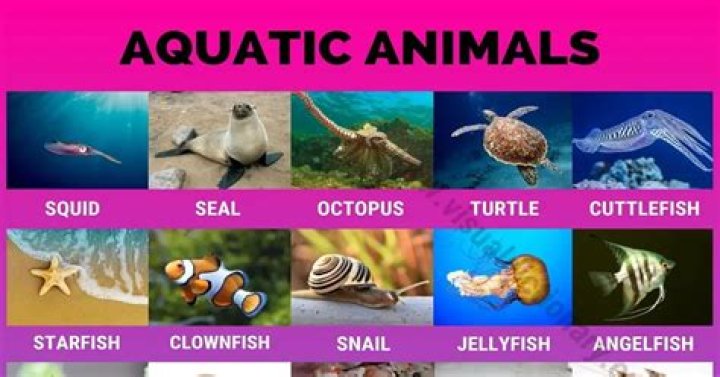 What does aquatic mean for kids?