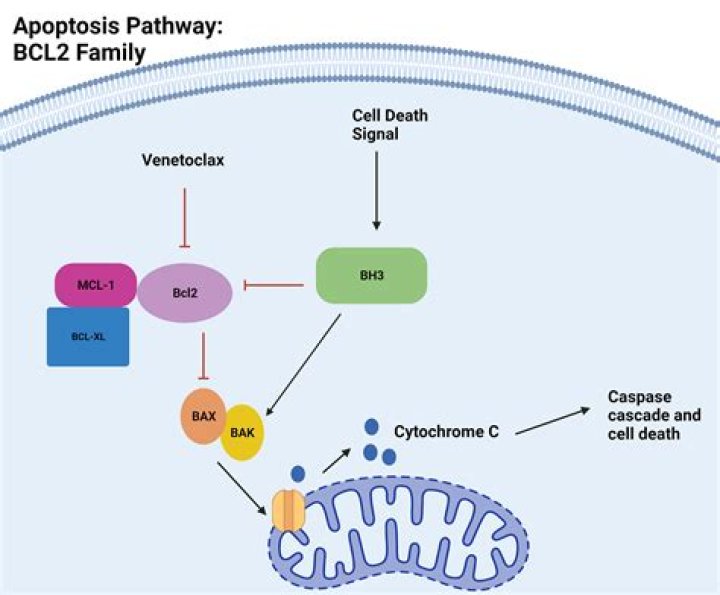 What does bcl2 positive mean?
