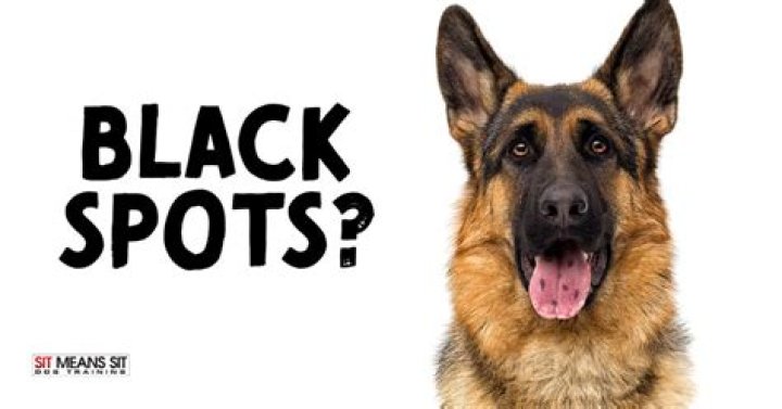 What does black spot on dog's tongue mean?